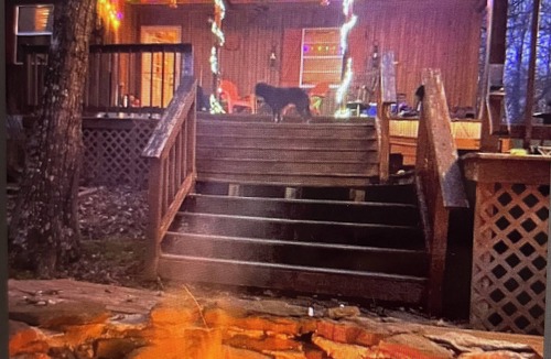 Saint Joe Cabin | Unique secluded cabin just minutes from the beautiful Buffalo River!