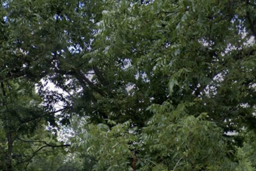 Photo of Outdoor in Frayser