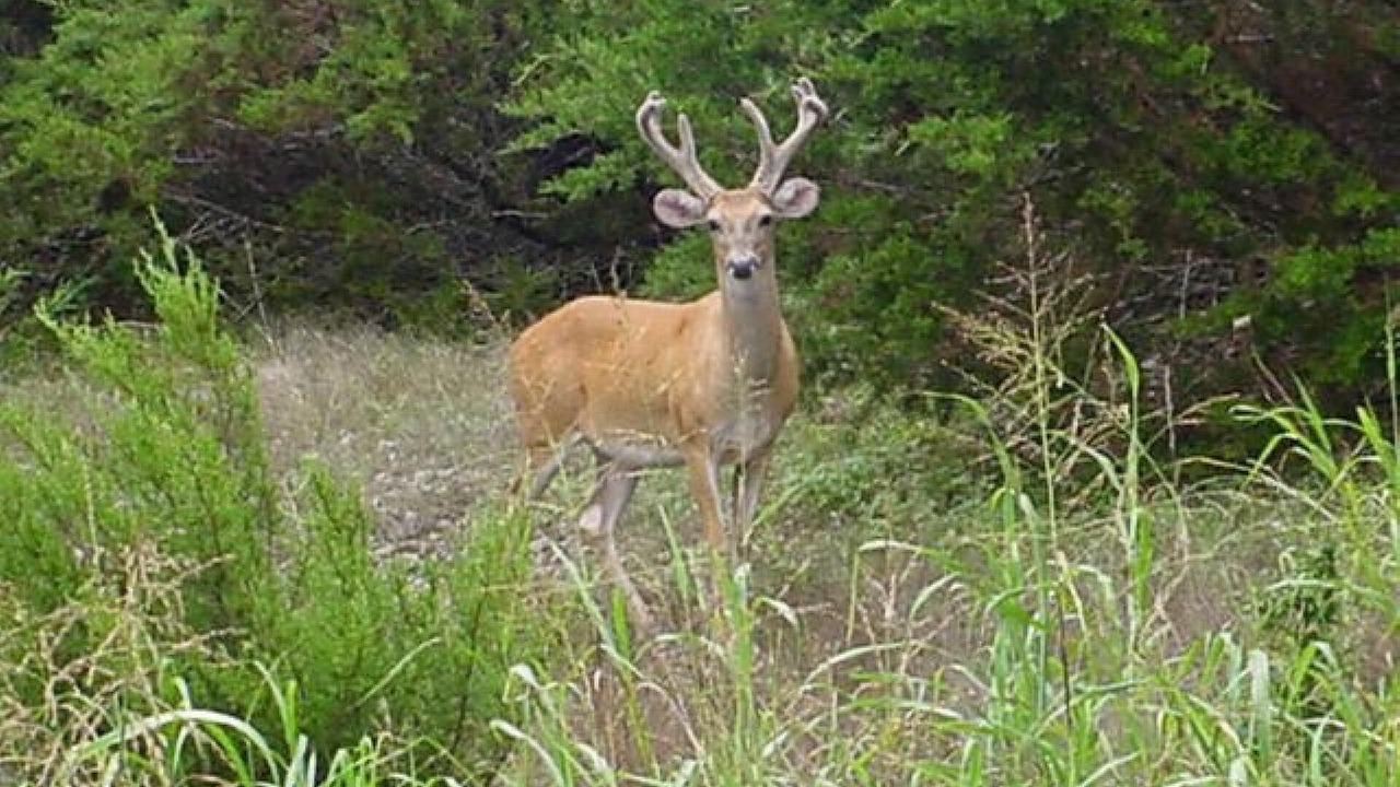 Photo of Outdoor in Holiday Island