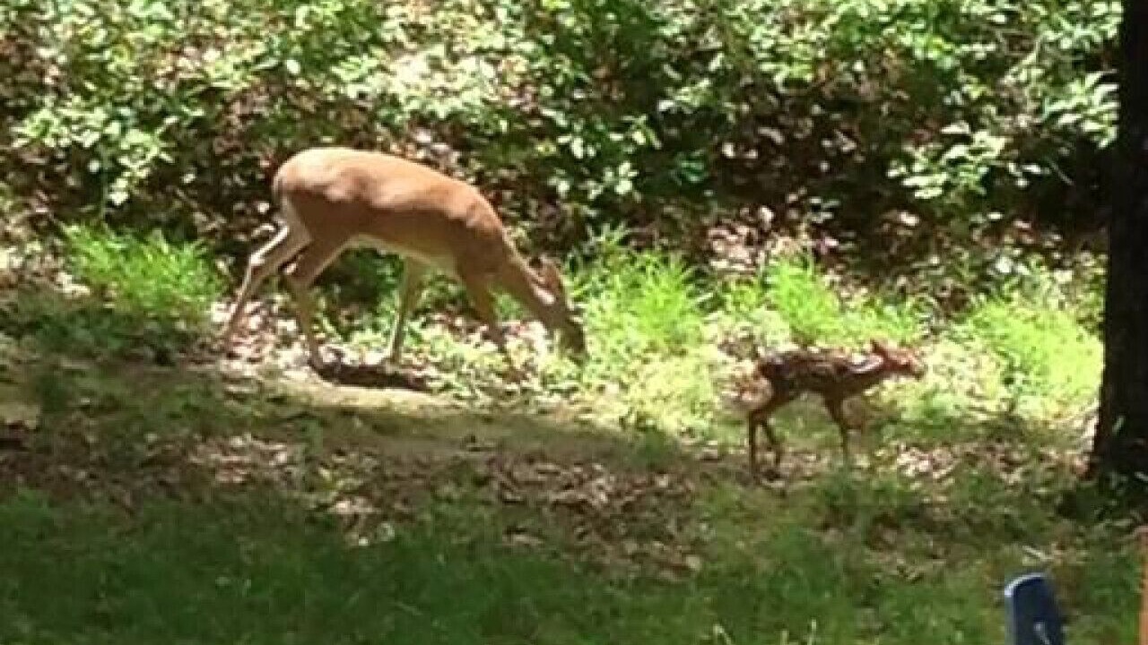 Photo of Outdoor in Mount Ida