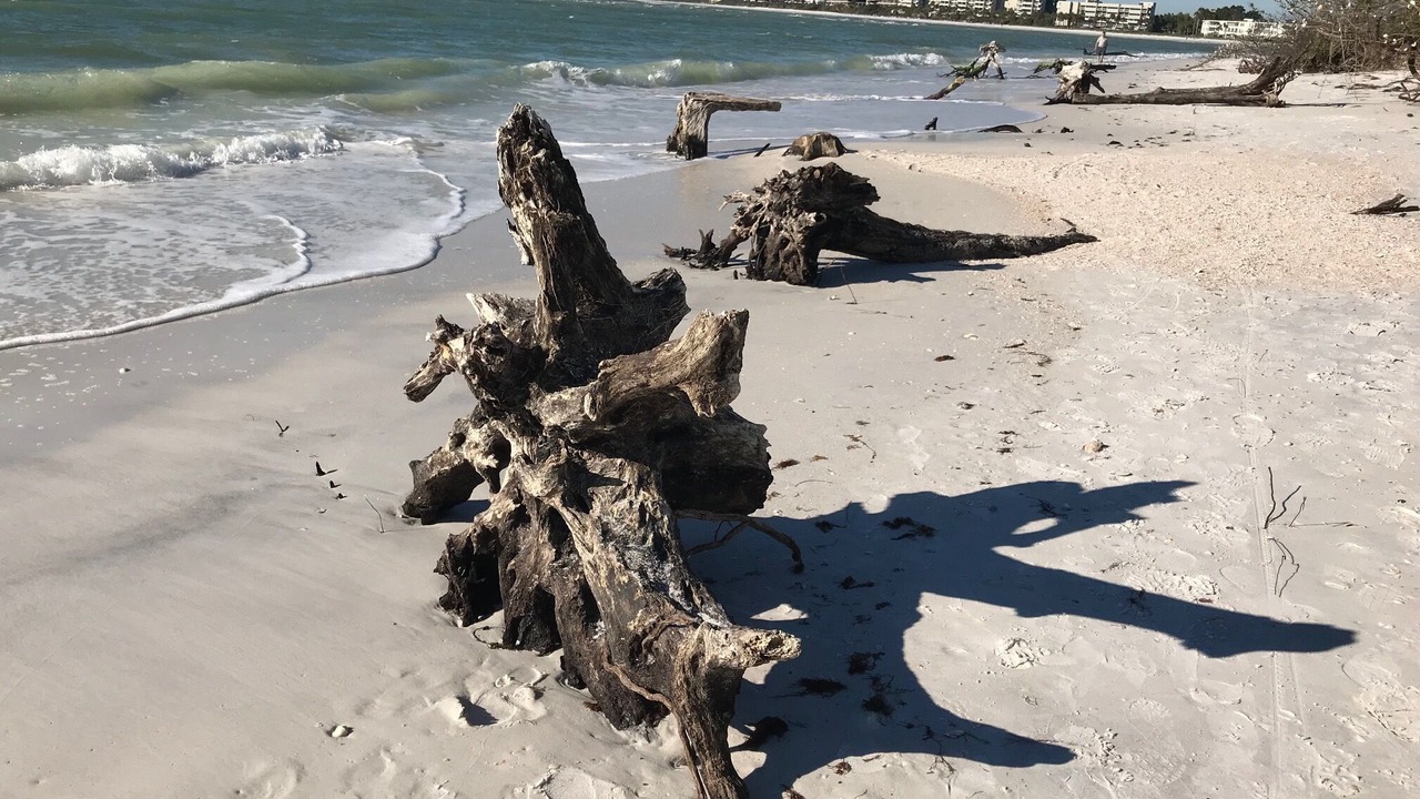 Photo of Others in Central Sarasota