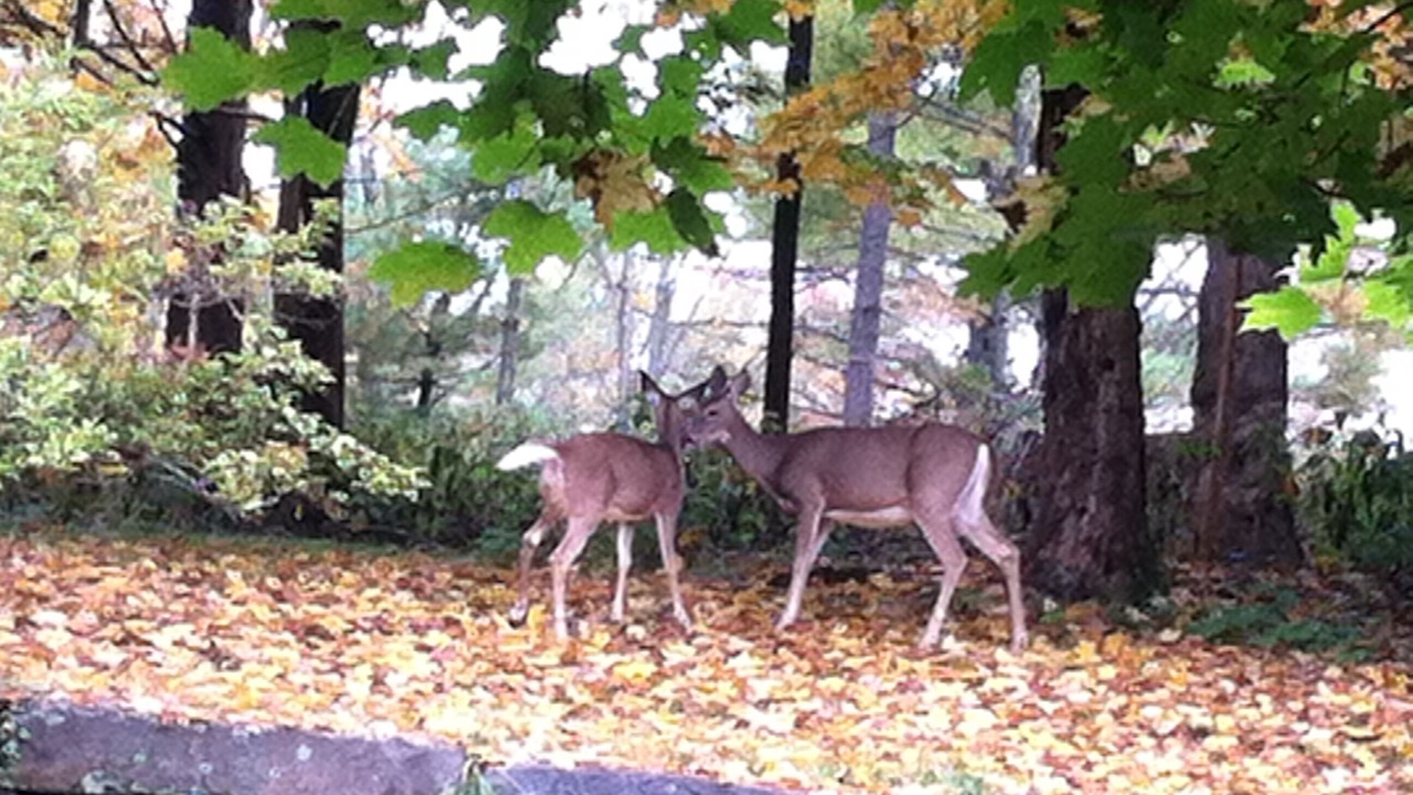 Photo of Others in Saugerties