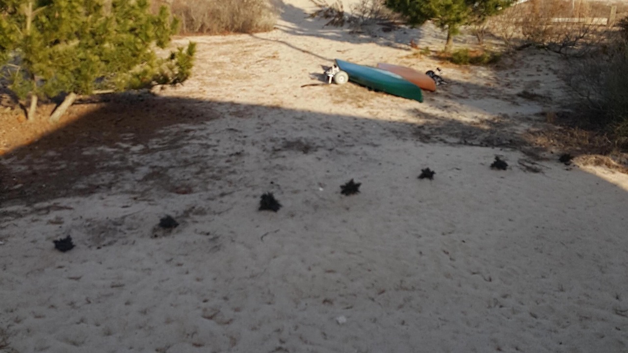 Photo of Others in Broadkill Beach
