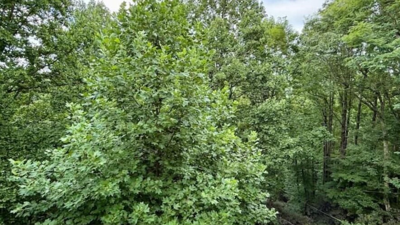 Photo of Outdoor in Laurel Park
