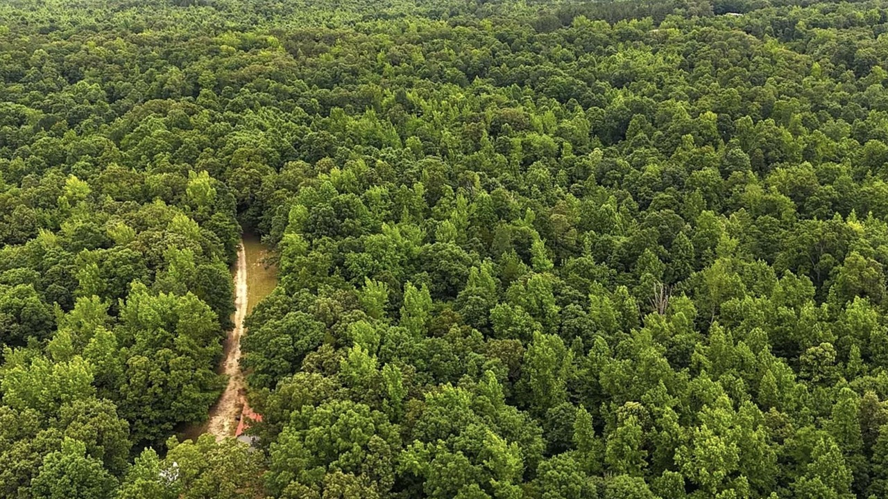 Photo of Outdoor in Idlewild